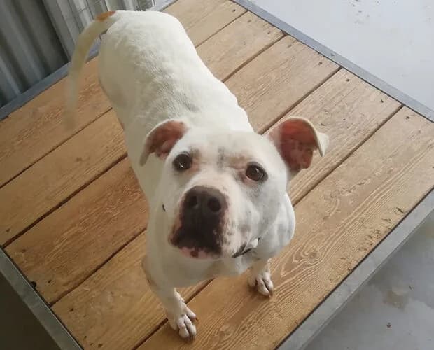 Toothless, weiss female Mixed Breed for adoption at A.C.E. Animal Compassion Europe - Tiere in Not e.V.