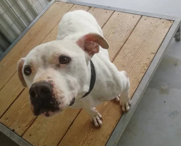 Toothless, weiss female Mixed Breed for adoption at A.C.E. Animal Compassion Europe - Tiere in Not e.V. — photo 2 of 8