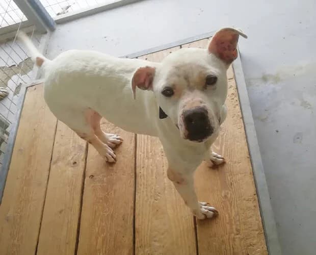 Toothless, weiss female Mixed Breed for adoption at A.C.E. Animal Compassion Europe - Tiere in Not e.V. — photo 3 of 8