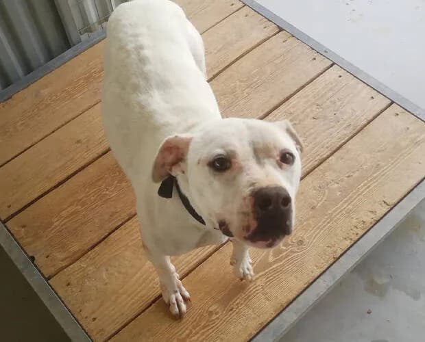 Toothless, weiss female Mixed Breed for adoption at A.C.E. Animal Compassion Europe - Tiere in Not e.V. — photo 4 of 8