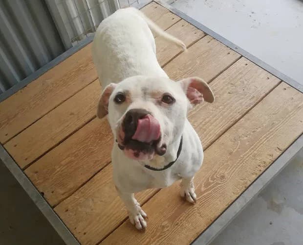 Toothless, weiss female Mixed Breed for adoption at A.C.E. Animal Compassion Europe - Tiere in Not e.V. — photo 5 of 8