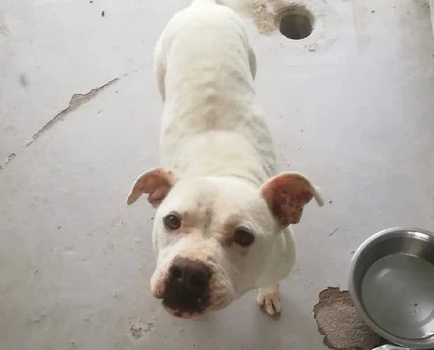 Toothless, weiss female Mixed Breed for adoption at A.C.E. Animal Compassion Europe - Tiere in Not e.V. — photo 6 of 8