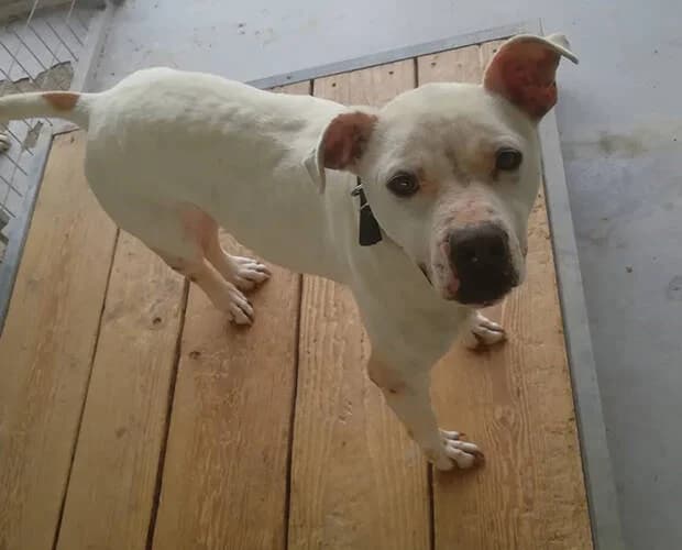 Toothless, weiss female Mixed Breed for adoption at A.C.E. Animal Compassion Europe - Tiere in Not e.V. — photo 7 of 8