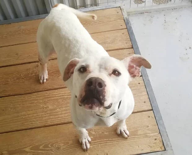 Toothless, weiss female Mixed Breed for adoption at A.C.E. Animal Compassion Europe - Tiere in Not e.V. — photo 8 of 8