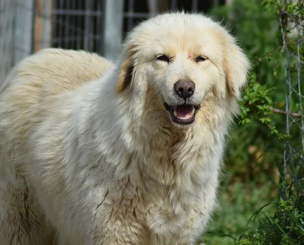 Aura, weiss female 7yo Mixed Breed for adoption at A.C.E. Animal Compassion Europe - Tiere in Not e.V.