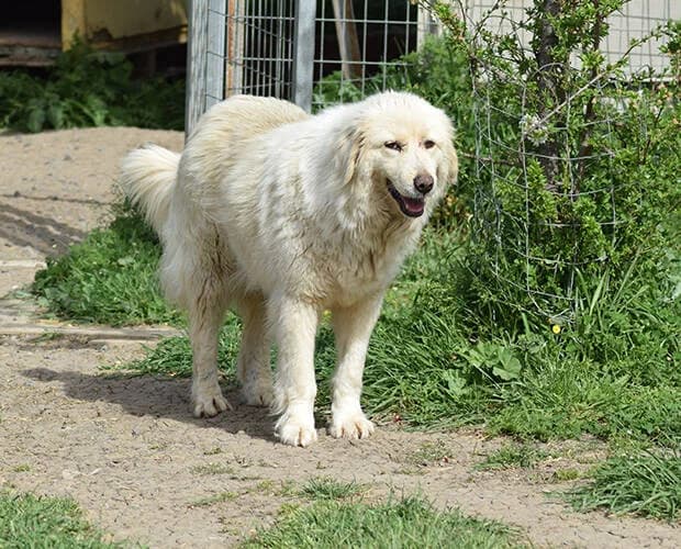 Aura, weiss female Mixed Breed for adoption at A.C.E. Animal Compassion Europe - Tiere in Not e.V. — photo 2 of 5