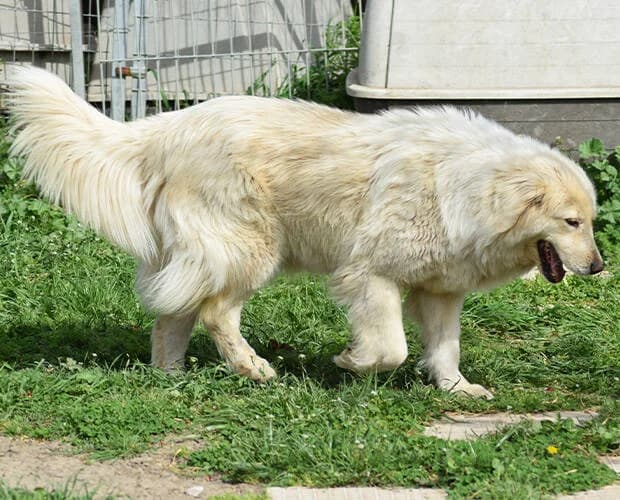 Aura, weiss female Mixed Breed for adoption at A.C.E. Animal Compassion Europe - Tiere in Not e.V. — photo 3 of 5