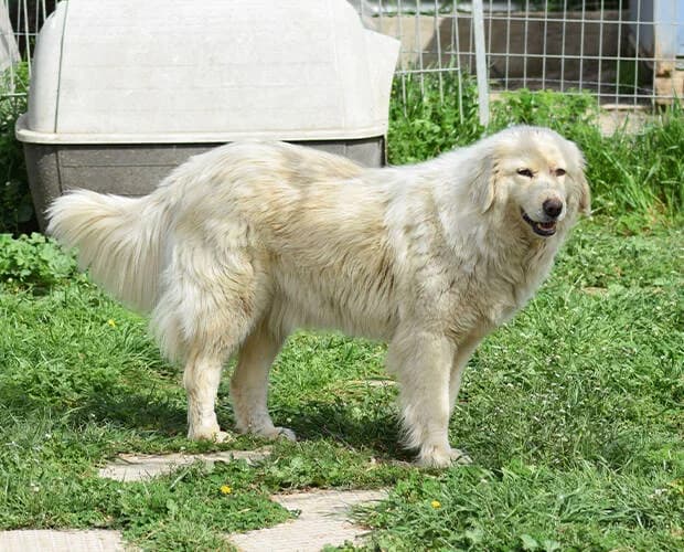 Aura, weiss female Mixed Breed for adoption at A.C.E. Animal Compassion Europe - Tiere in Not e.V. — photo 4 of 5