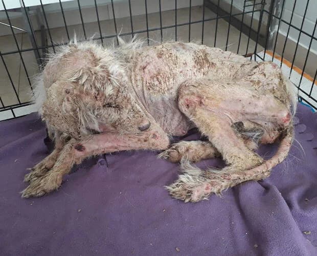 Aura, weiss female Mixed Breed for adoption at A.C.E. Animal Compassion Europe - Tiere in Not e.V. — photo 5 of 5