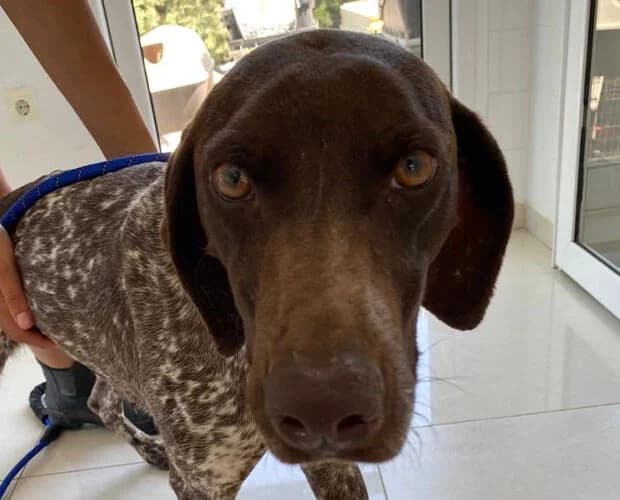 Freya Fröhlich, braun weiss female Mixed Breed for adoption at A.C.E. Animal Compassion Europe - Tiere in Not e.V.