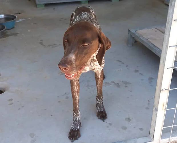 Freya Fröhlich, braun weiss female Mixed Breed for adoption at A.C.E. Animal Compassion Europe - Tiere in Not e.V. — photo 2 of 7