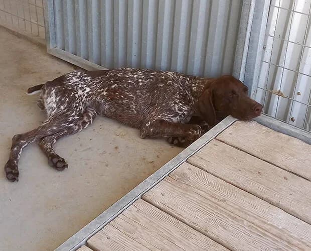 Freya Fröhlich, braun weiss female Mixed Breed for adoption at A.C.E. Animal Compassion Europe - Tiere in Not e.V. — photo 3 of 7