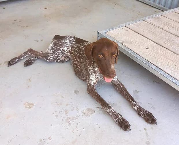 Freya Fröhlich, braun weiss female Mixed Breed for adoption at A.C.E. Animal Compassion Europe - Tiere in Not e.V. — photo 4 of 7