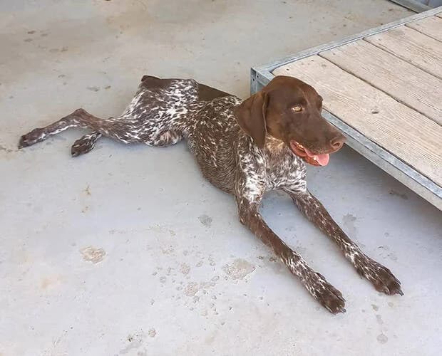 Freya Fröhlich, braun weiss female Mixed Breed for adoption at A.C.E. Animal Compassion Europe - Tiere in Not e.V. — photo 5 of 7