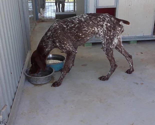 Freya Fröhlich, braun weiss female Mixed Breed for adoption at A.C.E. Animal Compassion Europe - Tiere in Not e.V. — photo 6 of 7