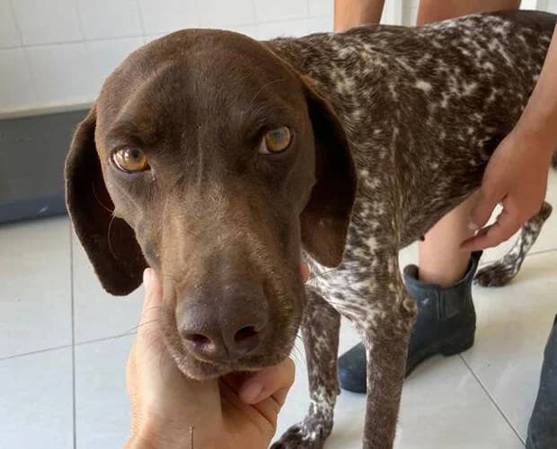 Freya Fröhlich, braun weiss female Mixed Breed for adoption at A.C.E. Animal Compassion Europe - Tiere in Not e.V. — photo 7 of 7