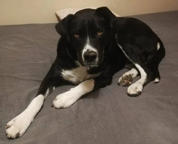 Jimbo, schwarz weiss male Mixed Breed for adoption at A.C.E. Animal Compassion Europe - Tiere in Not e.V. — photo 2 of 5