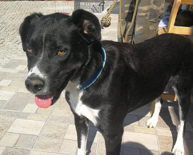 Jimbo, schwarz weiss male Mixed Breed for adoption at A.C.E. Animal Compassion Europe - Tiere in Not e.V. — photo 3 of 5