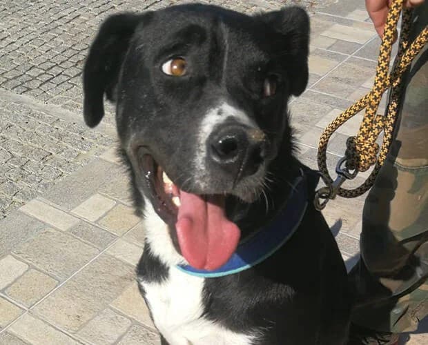 Jimbo, schwarz weiss male Mixed Breed for adoption at A.C.E. Animal Compassion Europe - Tiere in Not e.V. — photo 4 of 5