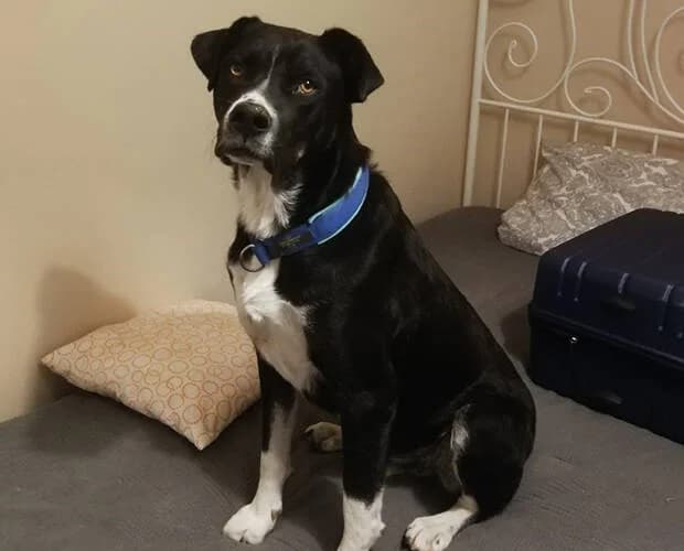 Jimbo, schwarz weiss male Mixed Breed for adoption at A.C.E. Animal Compassion Europe - Tiere in Not e.V. — photo 5 of 5