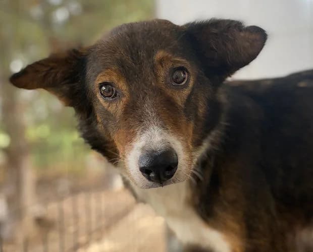 Sugarplum, dunkelbraun weiss female senior Mixed Breed for adoption at A.C.E. Animal Compassion Europe - Tiere in Not e.V.