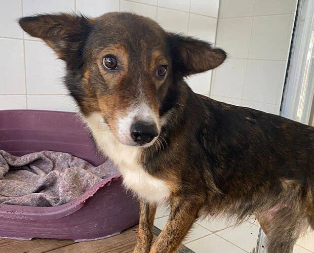 Sugarplum, dunkelbraun weiss female Mixed Breed for adoption at A.C.E. Animal Compassion Europe - Tiere in Not e.V. — photo 2 of 8