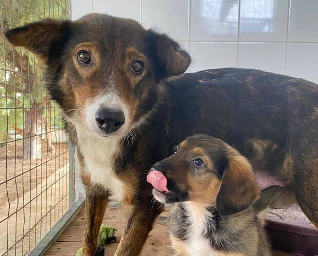 Sugarplum, dunkelbraun weiss female Mixed Breed for adoption at A.C.E. Animal Compassion Europe - Tiere in Not e.V. — photo 3 of 8