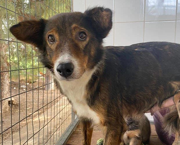 Sugarplum, dunkelbraun weiss female Mixed Breed for adoption at A.C.E. Animal Compassion Europe - Tiere in Not e.V. — photo 4 of 8