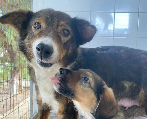 Sugarplum, dunkelbraun weiss female Mixed Breed for adoption at A.C.E. Animal Compassion Europe - Tiere in Not e.V. — photo 5 of 8