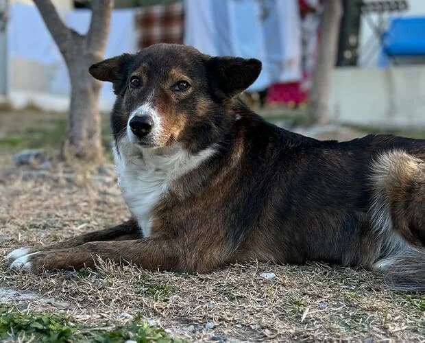 Sugarplum, dunkelbraun weiss female Mixed Breed for adoption at A.C.E. Animal Compassion Europe - Tiere in Not e.V. — photo 6 of 8