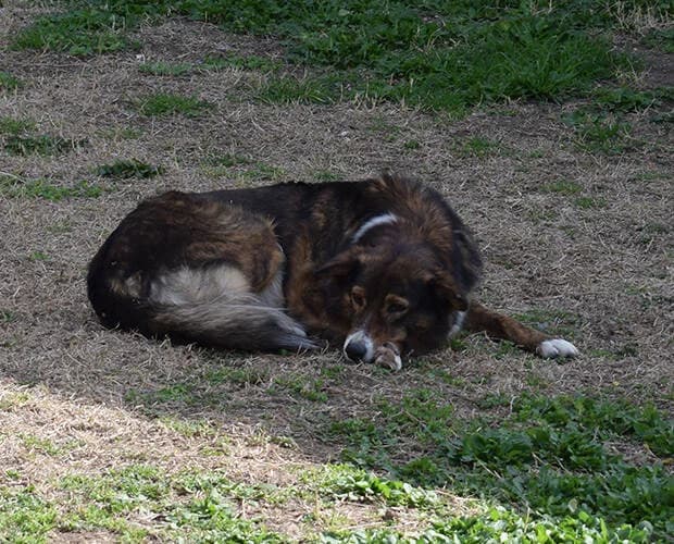 Sugarplum, dunkelbraun weiss female Mixed Breed for adoption at A.C.E. Animal Compassion Europe - Tiere in Not e.V. — photo 7 of 8