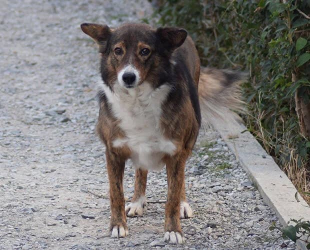 Sugarplum, dunkelbraun weiss female Mixed Breed for adoption at A.C.E. Animal Compassion Europe - Tiere in Not e.V. — photo 8 of 8
