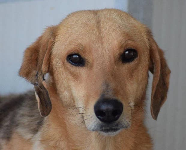 Karlchen, braun male Mixed Breed for adoption at A.C.E. Animal Compassion Europe - Tiere in Not e.V.