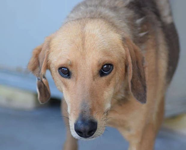 Karlchen, braun male Mixed Breed for adoption at A.C.E. Animal Compassion Europe - Tiere in Not e.V. — photo 2 of 5