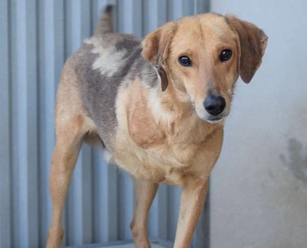 Karlchen, braun male Mixed Breed for adoption at A.C.E. Animal Compassion Europe - Tiere in Not e.V. — photo 3 of 5