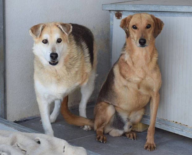 Karlchen, braun male Mixed Breed for adoption at A.C.E. Animal Compassion Europe - Tiere in Not e.V. — photo 4 of 5