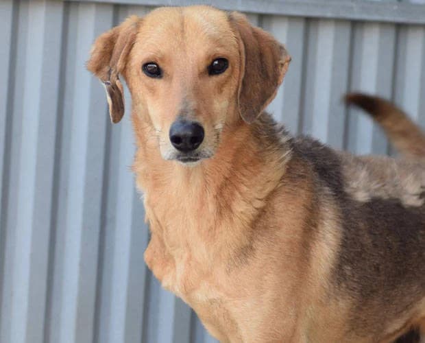 Karlchen, braun male Mixed Breed for adoption at A.C.E. Animal Compassion Europe - Tiere in Not e.V. — photo 5 of 5