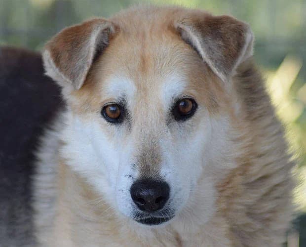 Beppo, beige-grau male Mixed Breed for adoption at A.C.E. Animal Compassion Europe - Tiere in Not e.V.