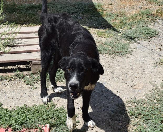 Poldi, schwarz male Mixed Breed for adoption at A.C.E. Animal Compassion Europe - Tiere in Not e.V.