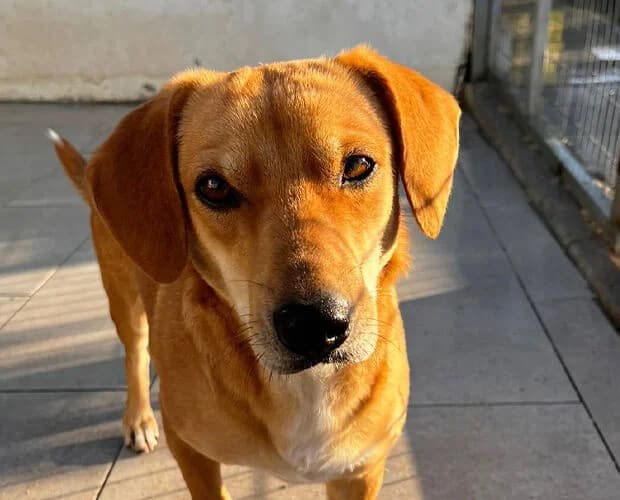 Maccaroni, braun beige female 6yo Mixed Breed for adoption at A.C.E. Animal Compassion Europe - Tiere in Not e.V.