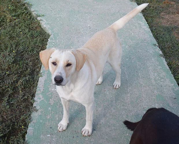 Elvira, beige female 7yo Mixed Breed for adoption at A.C.E. Animal Compassion Europe - Tiere in Not e.V.