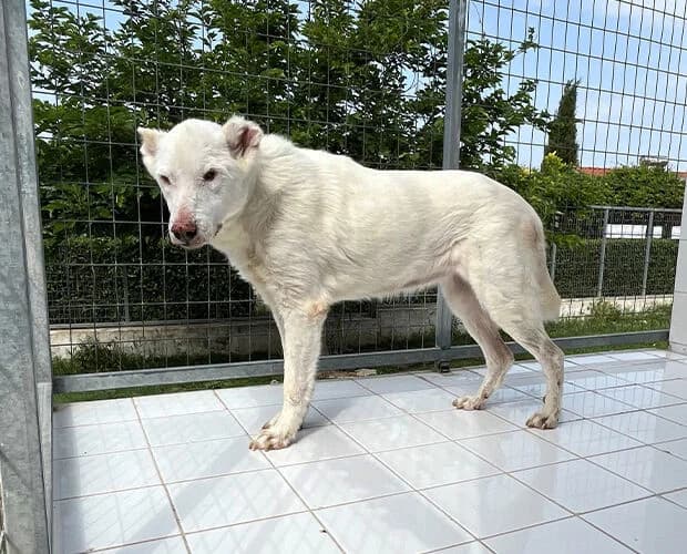 Snowy, weiss female senior Mixed Breed for adoption at A.C.E. Animal Compassion Europe - Tiere in Not e.V.