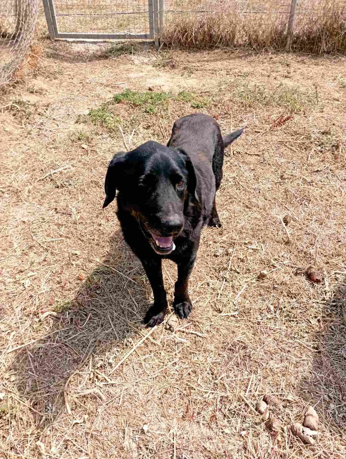 Toxotis (Τοξότης),  Mixed Breed for adoption at Αδέσποτοι Φίλοι Ξάνθης, Ξάνθη