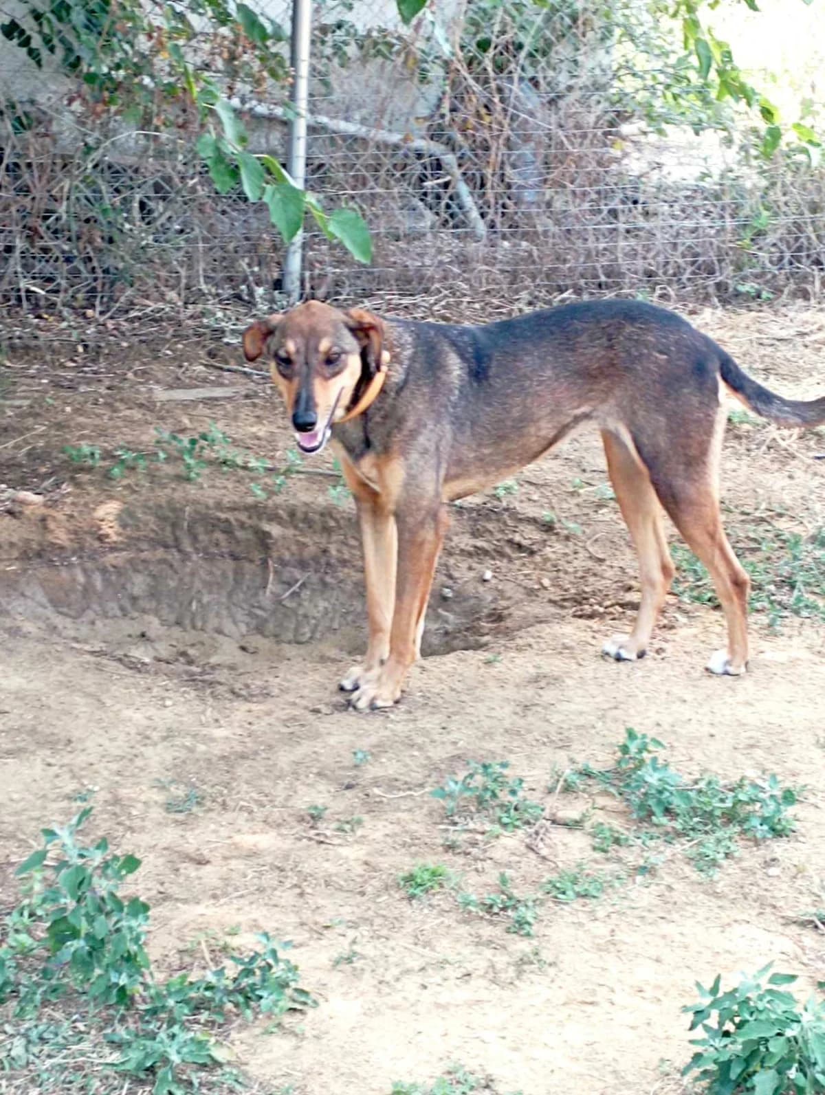 Erato (Ερατώ),  Mixed Breed for adoption at Αδέσποτοι Φίλοι Ξάνθης, Ξάνθη