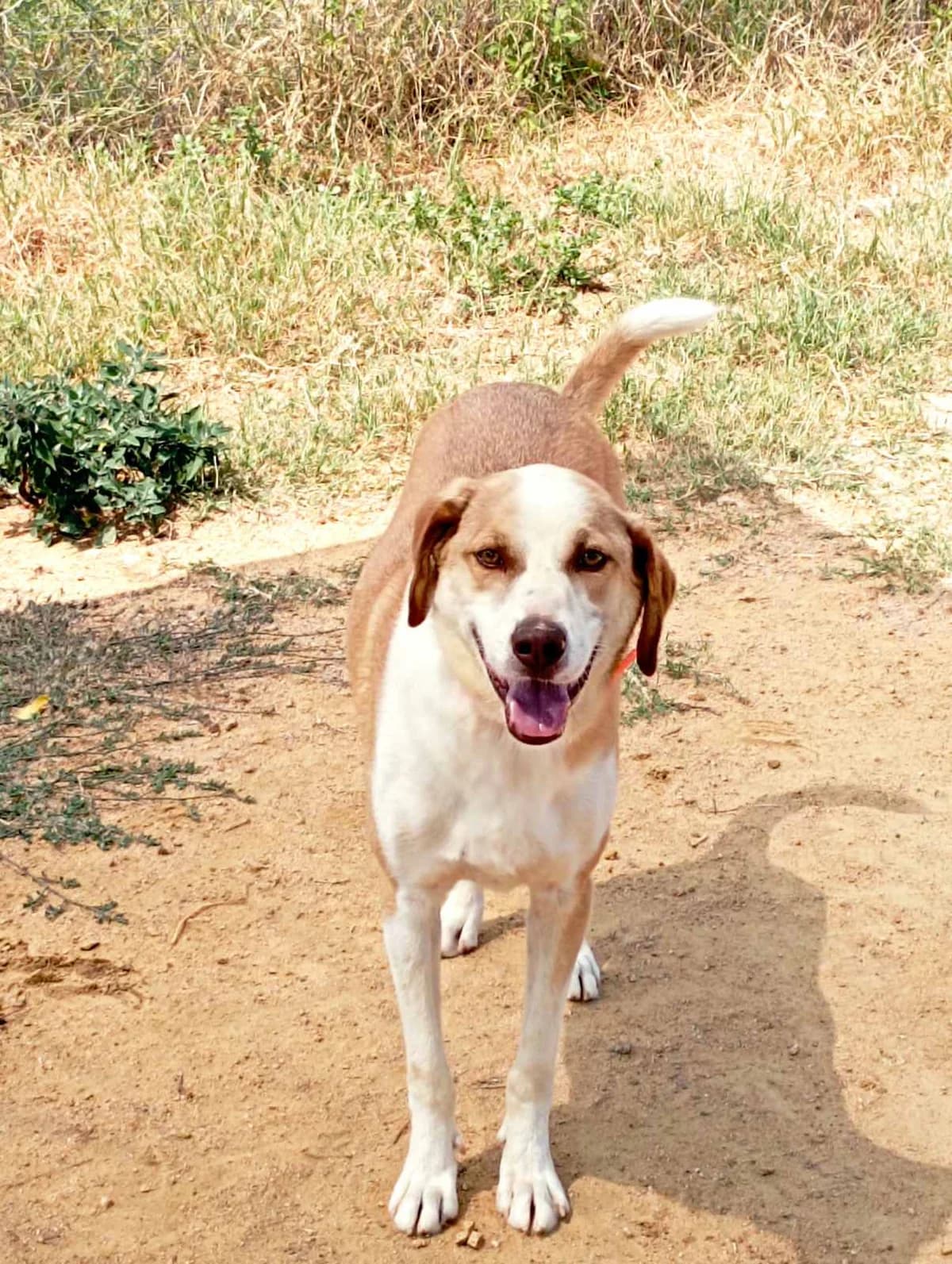 Napoleon (Ναπολέων),  Mixed Breed for adoption at Αδέσποτοι Φίλοι Ξάνθης, Ξάνθη