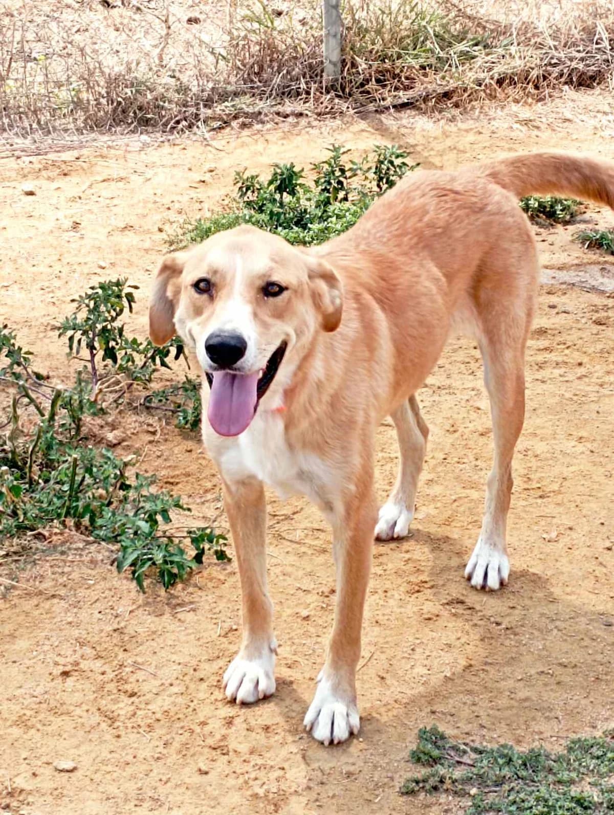 Renia (Ρένια),  Mixed Breed for adoption at Αδέσποτοι Φίλοι Ξάνθης, Ξάνθη
