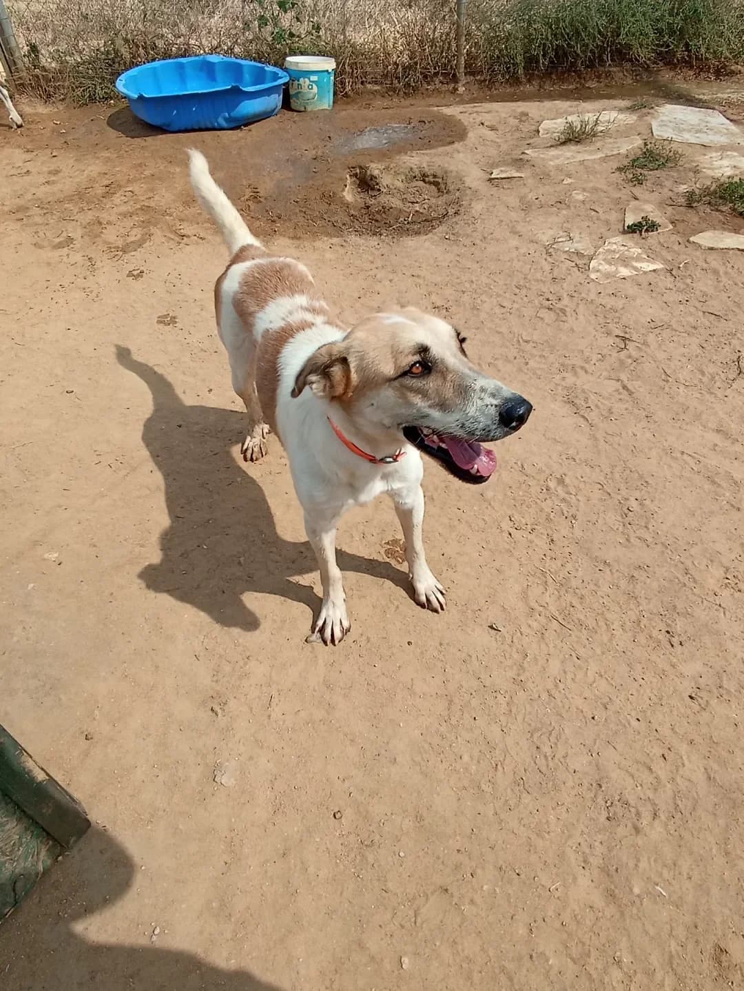 Machitis (Μαχητής),  Mixed Breed for adoption at Αδέσποτοι Φίλοι Ξάνθης, Ξάνθη