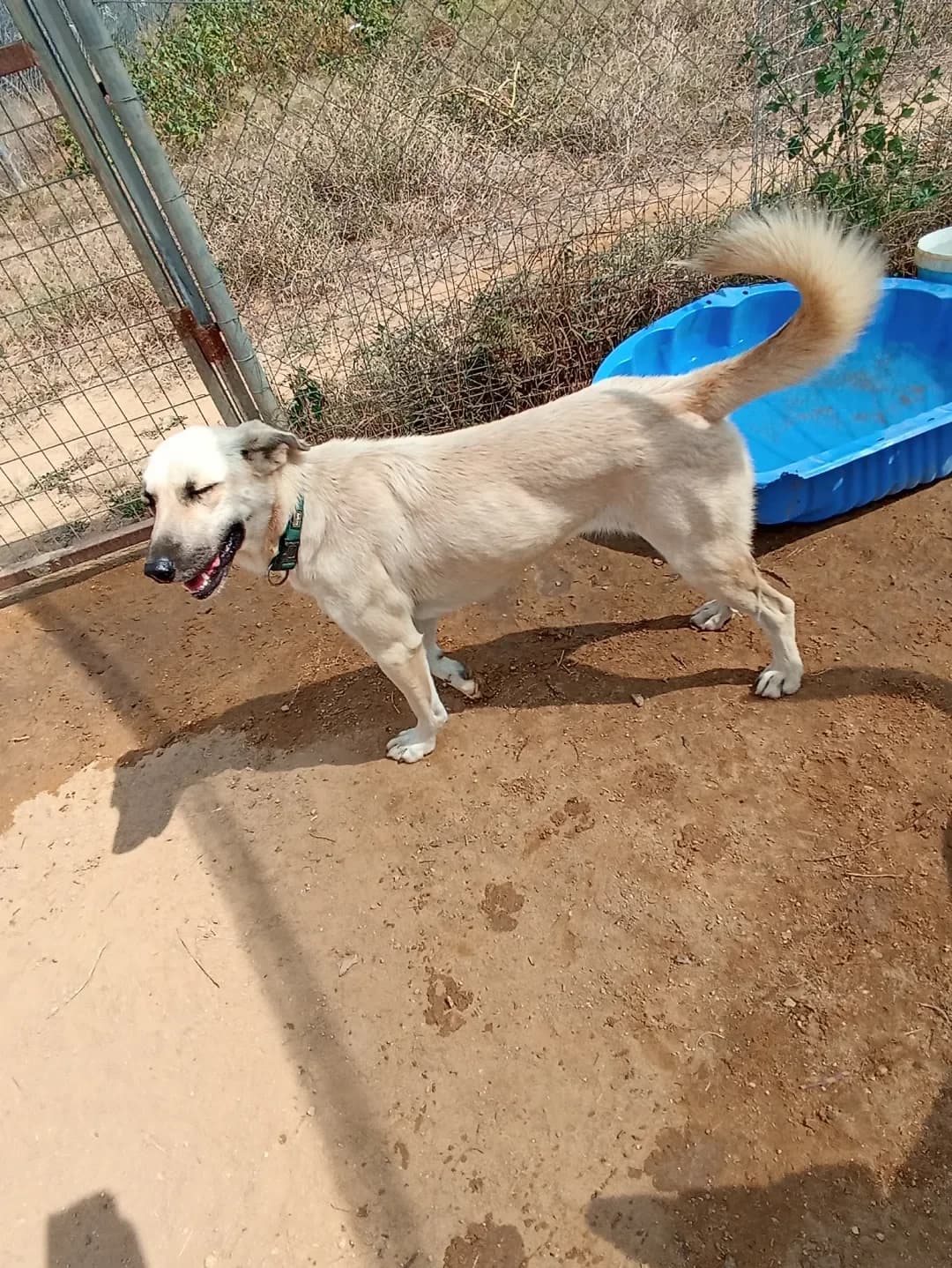 Melina (Μελίνα),  Mixed Breed for adoption at Αδέσποτοι Φίλοι Ξάνθης, Ξάνθη