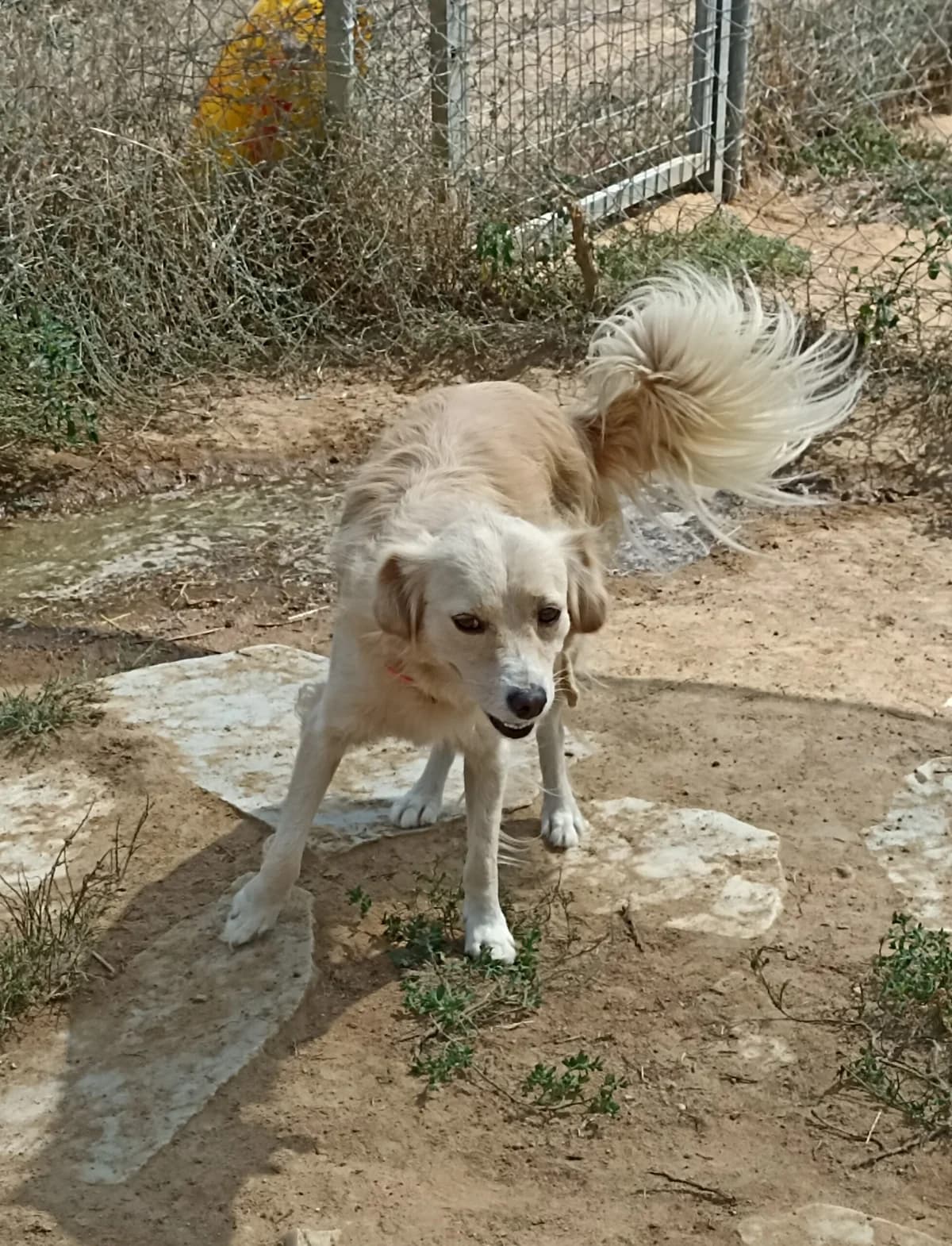 Doros (Δώρος),  Mixed Breed for adoption at Αδέσποτοι Φίλοι Ξάνθης, Ξάνθη