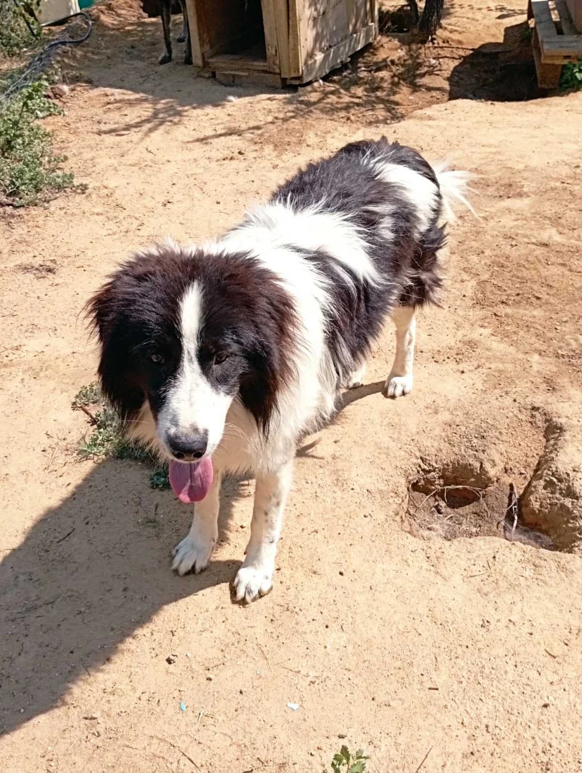 Mpompoylis (Μπομπούλης),  Mixed Breed for adoption at Αδέσποτοι Φίλοι Ξάνθης, Ξάνθη